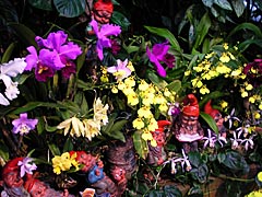 花ゆうゆうの蘭の画像