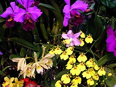 花ゆうゆうの蘭の画像