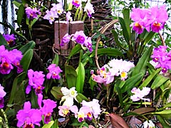 花ゆうゆうの蘭の画像