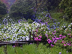 卯辰山花菖蒲園のアジサイの画像