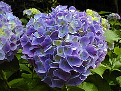 卯辰山花菖蒲園の紫陽花の画像