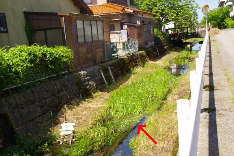 安産川の梅花藻