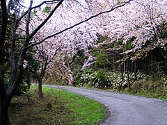 眉丈が丘の桜の画像