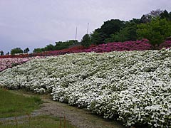 大乗寺丘陵総合公園のツツジの画像