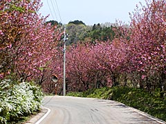 碁石ヶ峰の桜の画像