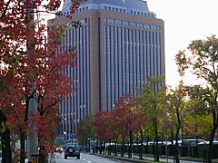 石川県立中央病院横のナンキンハゼの画像