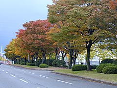 駅西50ｍ道路（通称ケヤキ通り）のケヤキの画像