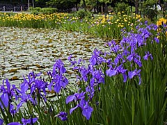 奥卯辰山健民公園大池のカキツバタ、黄菖蒲の画像