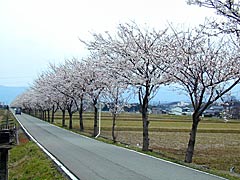 ヘルスロードの桜の画像