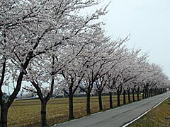 ヘルスロードの桜の画像
