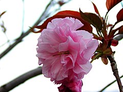 北部公園の八重桜の画像