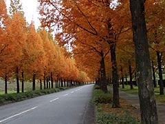 金沢市太陽が丘のメタセコイア並木の紅葉