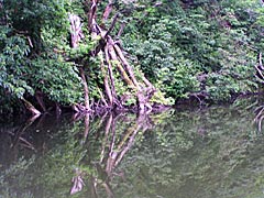 医王の里の運動公園奥の池の画像