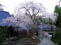 浄蓮寺（宝達志水町）のしだれ桜の画像
