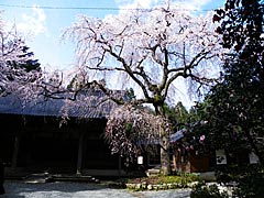 浄蓮寺のしだれ桜の画像