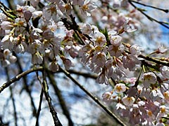 浄蓮寺のしだれ桜の画像