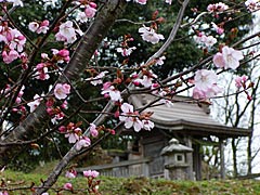 七尾城跡の桜の画像