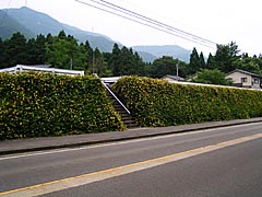 石川県林業試験場（樹木公園）に隣接したキンシバイの画像