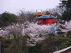 加賀市中央公園の桜の画像