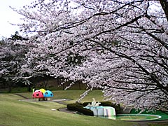加賀市中央公園の桜の画像