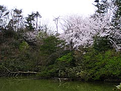 加賀市中央公園のサクラの画像