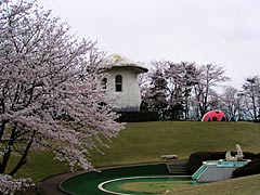 加賀市中央公園のさくらの画像