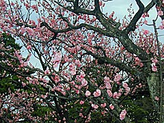 兼六園の梅の画像
