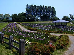 木場潟の花菖蒲園の画像
