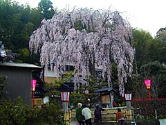 喜多家（かほく市旧宇ノ気）の桜の画像