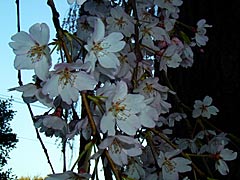 喜多家のしだれ桜の画像