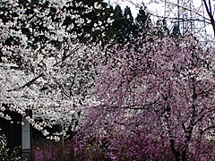 志雄町の志乎・桜の里古墳公園の画像