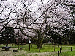 小丸山公園の桜の画像