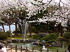 小丸山公園の桜の画像