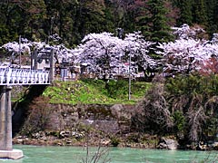 古宮公園の桜の画像