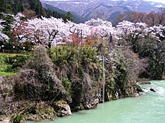 古宮公園（白山市）の桜の画像