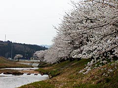 志雄町の子浦川河岸の画像