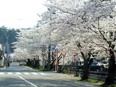 熊坂川河畔の桜の画像