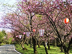 倶利伽羅公園の八重桜の画像