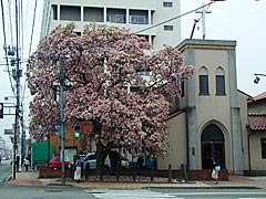 聖ヨハネ金沢教会のモクレンの画像