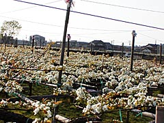 金沢駅西地区の梨畑の画像