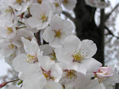 野々市新庄の桜並木の画像