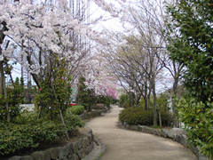 野々市新庄の桜並木の画像