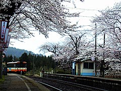 能登鹿島駅の桜の画像