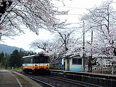 JＲ能登鹿島駅（穴水町）の桜の画像