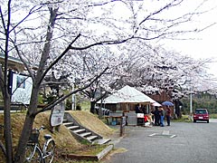 能登鹿島駅の桜の画像