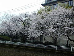 大堰宮の桜の画像