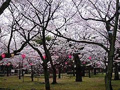 芦城公園の桜の画像