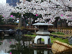芦城公園の桜の画像