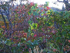 犀鶴林道の紅葉の画像