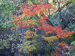 犀鶴林道の紅葉の画像
